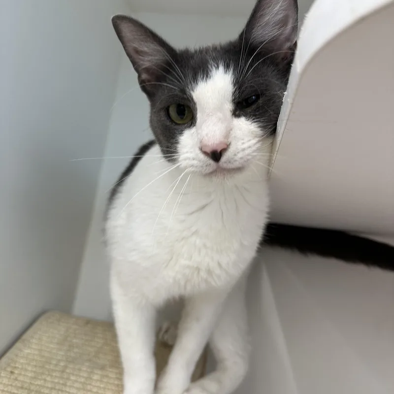 A young medium-sized male Gray & White Domestic Short Hair cat named Waylon for adoption in Corpus Christi, TX