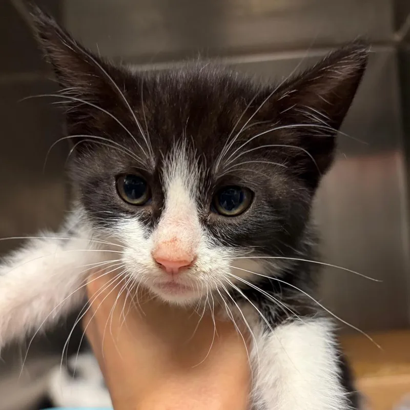 A baby small-sized female Black Domestic Short Hair cat named Delulu for adoption in Nashville, TN