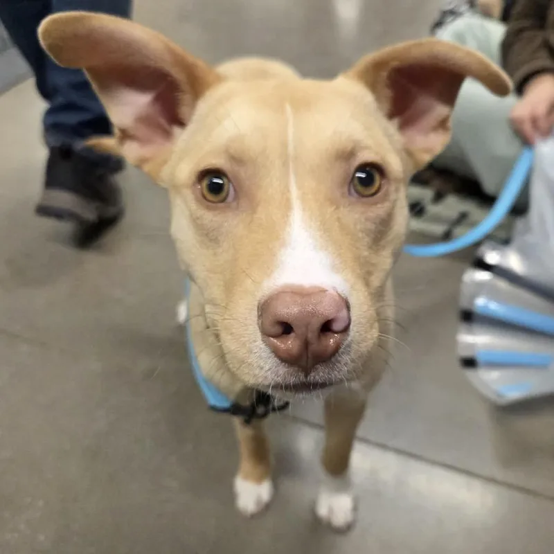 Buttercup thumbnail 2