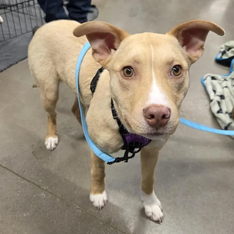 Buttercup thumbnail 3