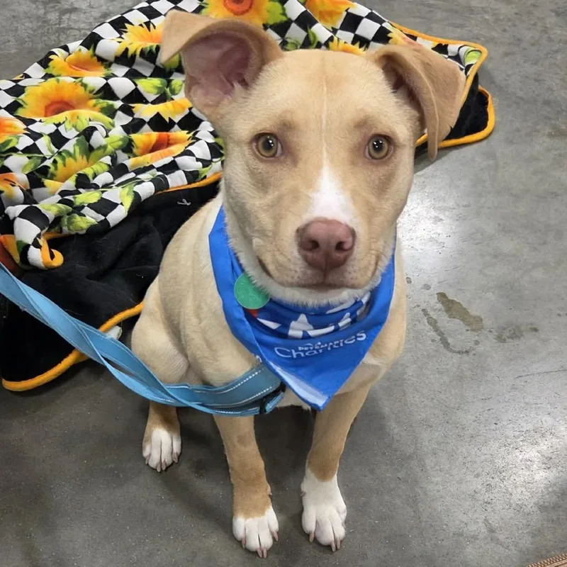 Buttercup thumbnail 4