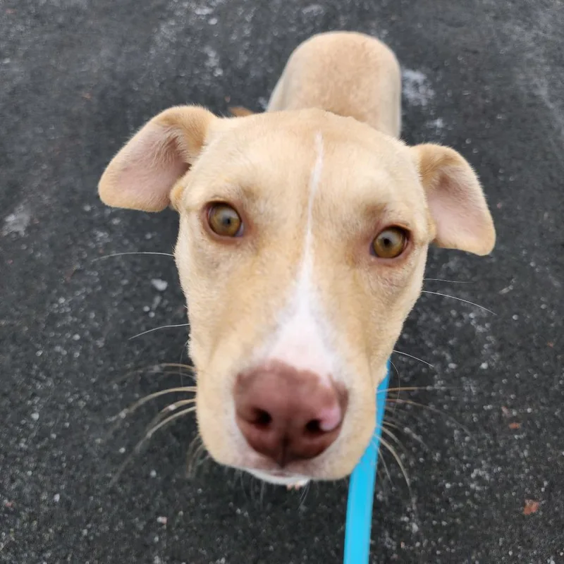 Buttercup thumbnail 5