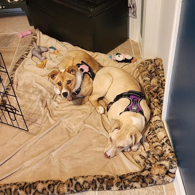 Buttercup thumbnail 6