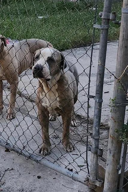 An adult medium-sized male American Staffordshire Terrier dog named Rocky for adoption in San Antonio, TX