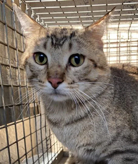 A young medium-sized male Domestic Short Hair cat named Kadence for adoption in Indianapolis, IN