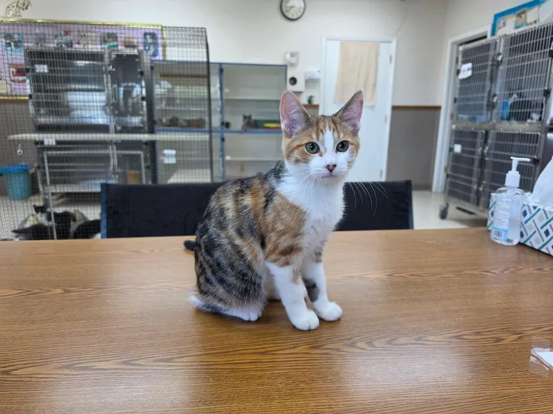 A baby small-sized female Domestic Short Hair cat named Sugar for adoption in Neillsville, WI
