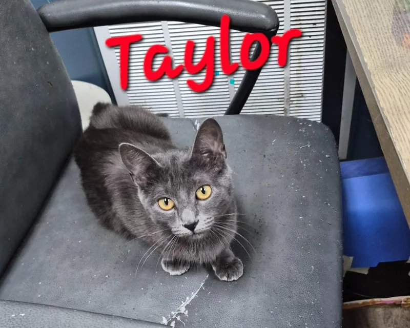A young medium-sized female Domestic Short Hair cat named Taylor for adoption in Rome, GA