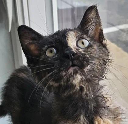 A baby medium-sized female Domestic Short Hair cat named Rye for adoption in Verona, WI