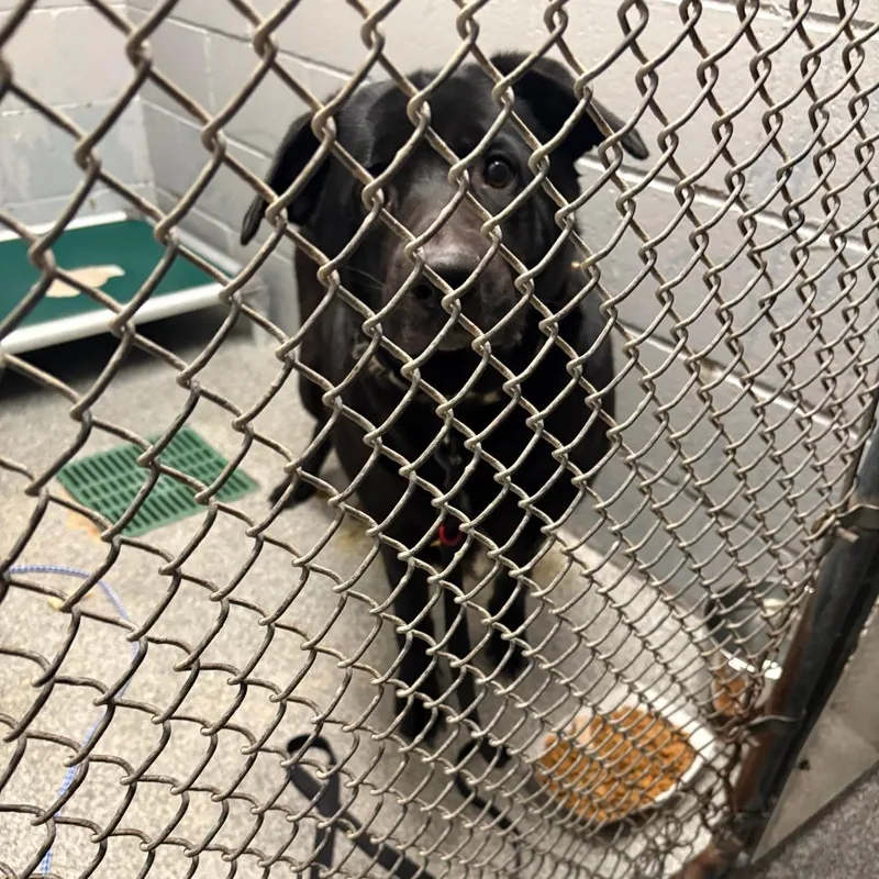 An adult extra large-sized female Black Labrador Retriever dog named Hayden for adoption in Royse City, TX
