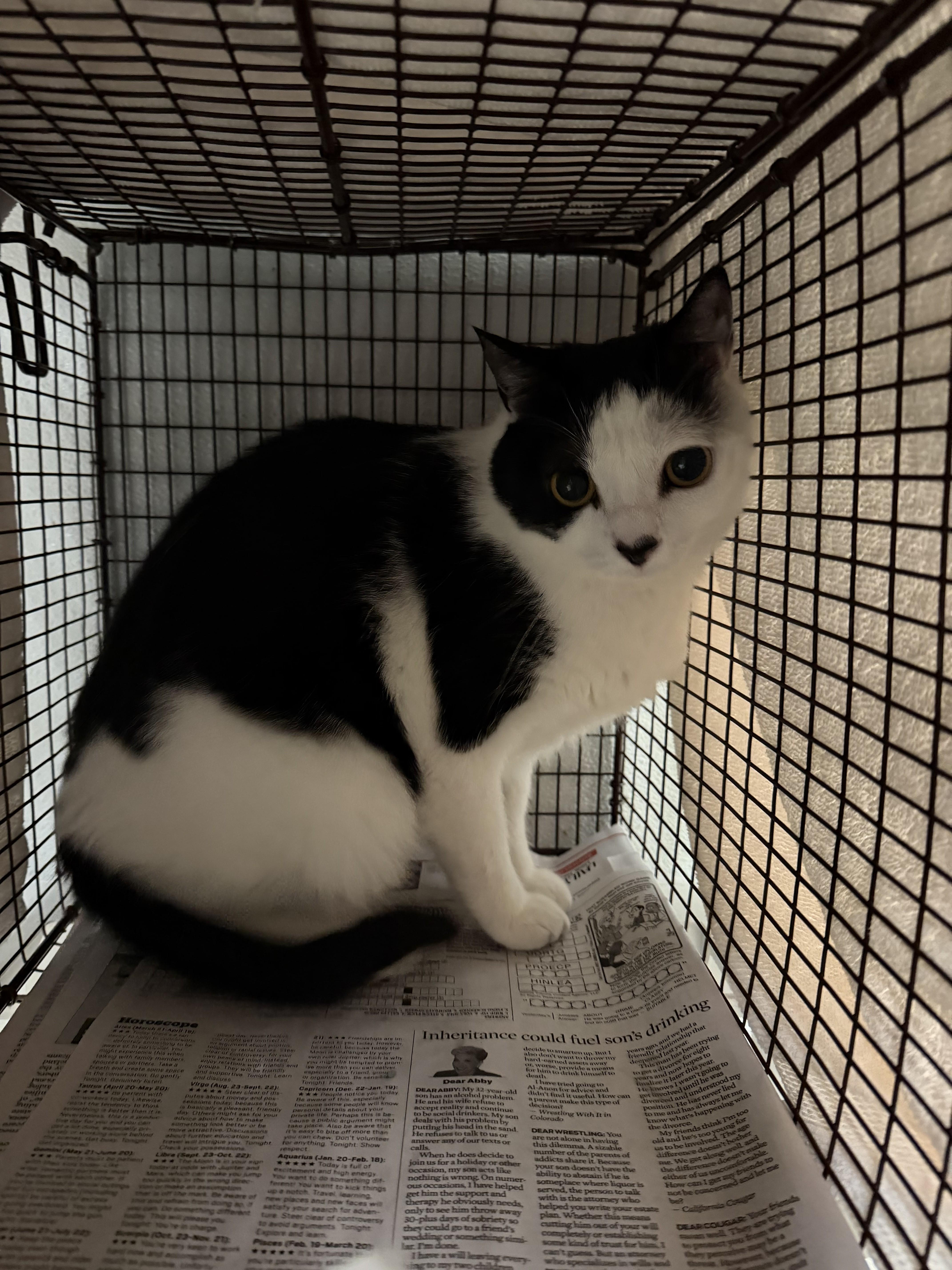 An adult small-sized male Domestic Short Hair cat named Dominoe for adoption in Van Nuys, CA