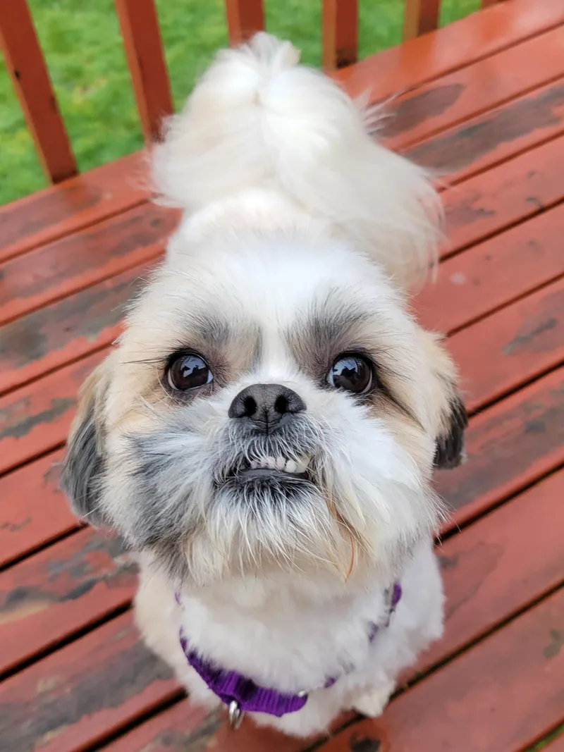 An adult small-sized male White / Cream Shih Tzu dog named Louis for adoption in Silvana, WA