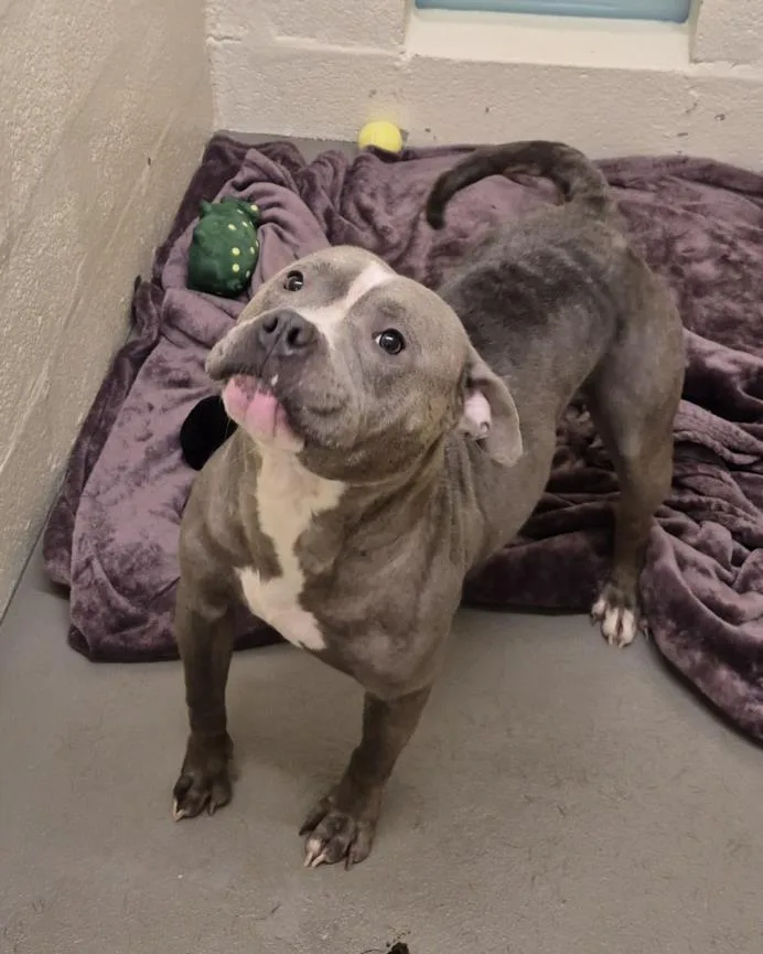 An adult large-sized female Pit Bull Terrier dog named Gigi for adoption in Hagerstown, MD