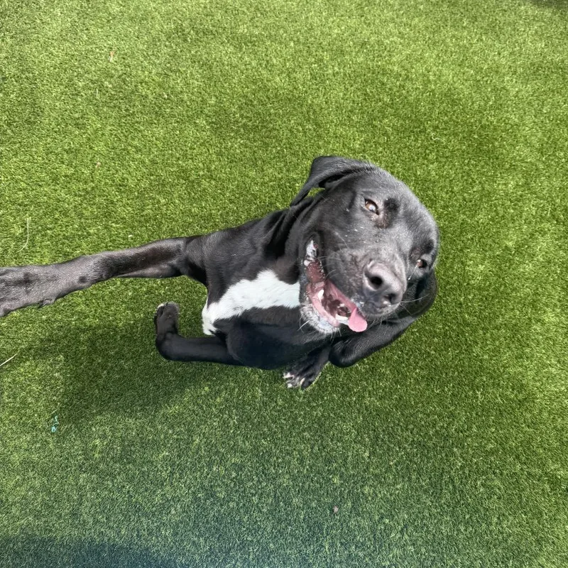 Kona