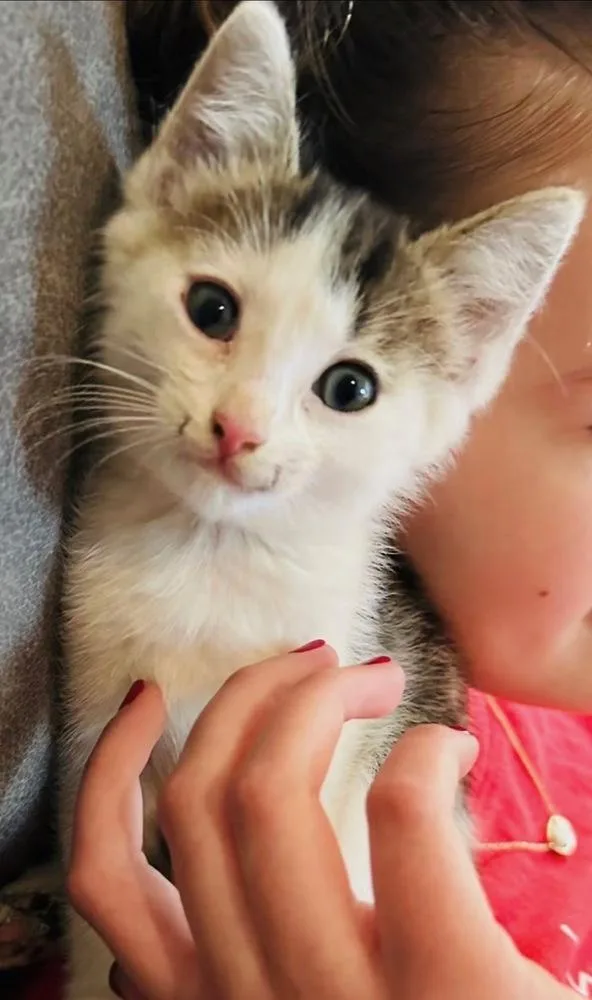 A baby small-sized female Domestic Short Hair cat named Little Bo Peep for adoption in Ferndale, MI