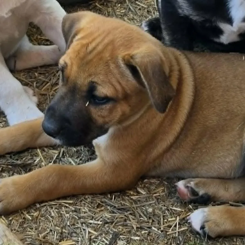 A baby large-sized female Brown / Chocolate German Shepherd Dog dog named Joan Jett for adoption in Olathe, KS