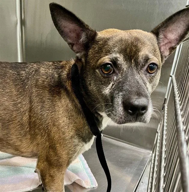 An adult small-sized male Rat Terrier dog named Radar for adoption in Tavares, FL