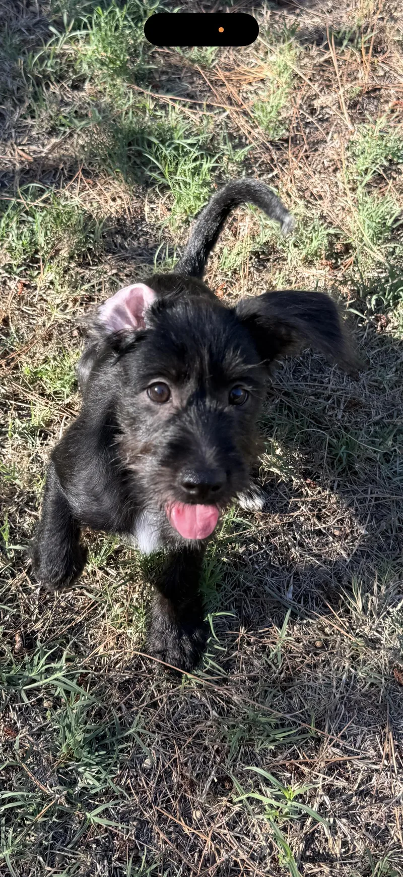 A baby small-sized female Black Schnoodle dog named Brandy and Brody for adoption in Citrus Heights, CA