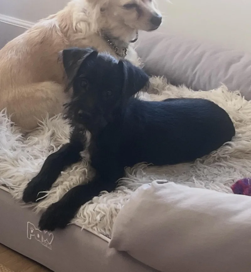 Brandy and Brody thumbnail 2