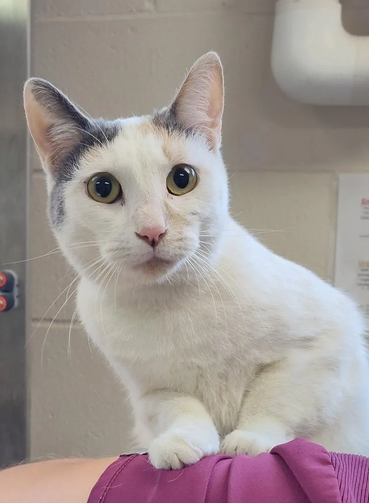 An adult small-sized female Domestic Short Hair cat named Ghostie for adoption in Grand Forks, ND