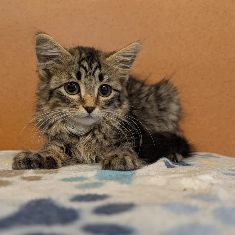 A baby small-sized female Tabby (Brown / Chocolate) Domestic Medium Hair cat named Tinky Winky for adoption in Rochester, MN