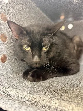 An adult medium-sized male Domestic Short Hair cat named WallE for adoption in Bowling Green, KY