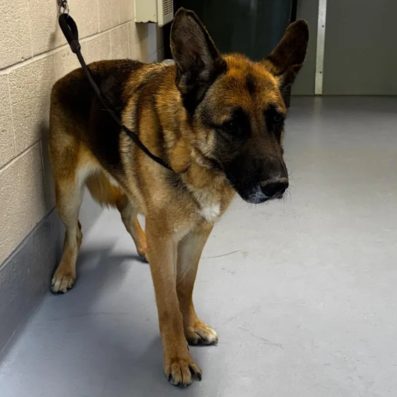 A senior large-sized male Yellow / Tan / Blond / Fawn German Shepherd Dog dog named Drew for adoption in Concord, NC