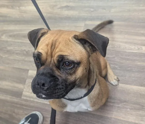An adult medium-sized female Pug dog named Millie for adoption in San Diego, CA