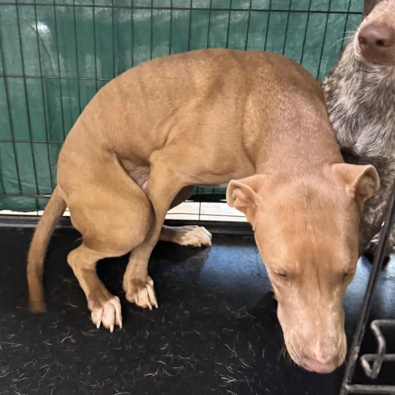 A young medium-sized female Yellow / Tan / Blond / Fawn Mixed Breed dog named Mabel for adoption in Las Cruces, NM