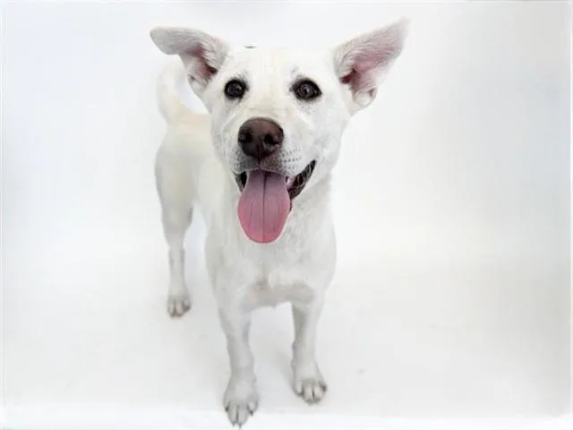 A baby medium-sized female Siberian Husky dog named Adora for adoption in Saint Louis, MO