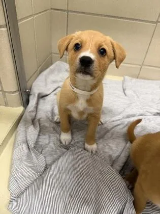 A baby large-sized female Mixed Breed dog named Callie for adoption in Munster, IN