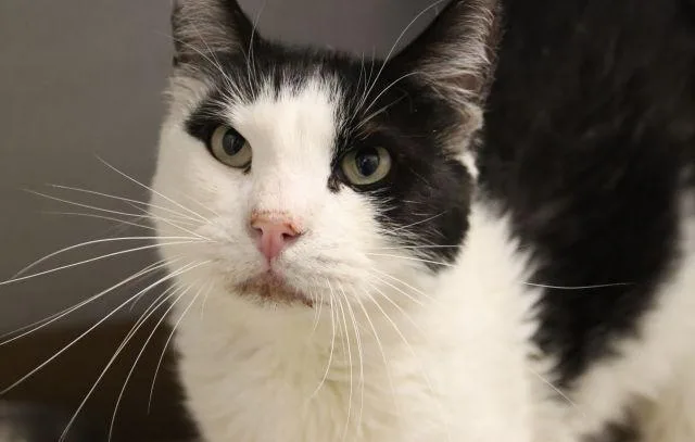 An adult small-sized male Domestic Short Hair cat named Thor for adoption in Tucson, AZ