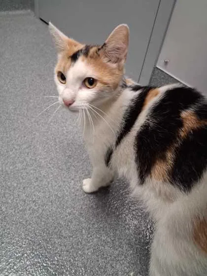 A young medium-sized female Domestic Short Hair cat named Question for adoption in Sevierville, TN