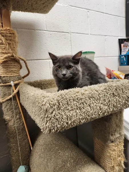 A baby medium-sized female Gray / Blue / Silver Domestic Short Hair cat named Penelope for adoption in Las Vegas, NV