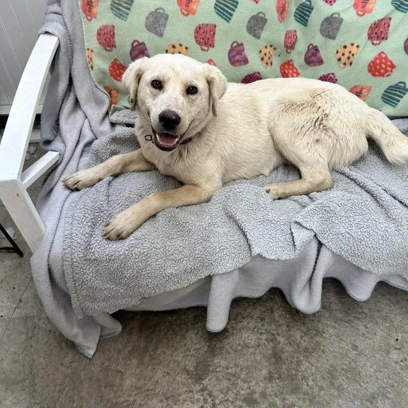 A young medium-sized male White / Cream Labrador Retriever dog named Buddy for adoption in Falmouth, KY