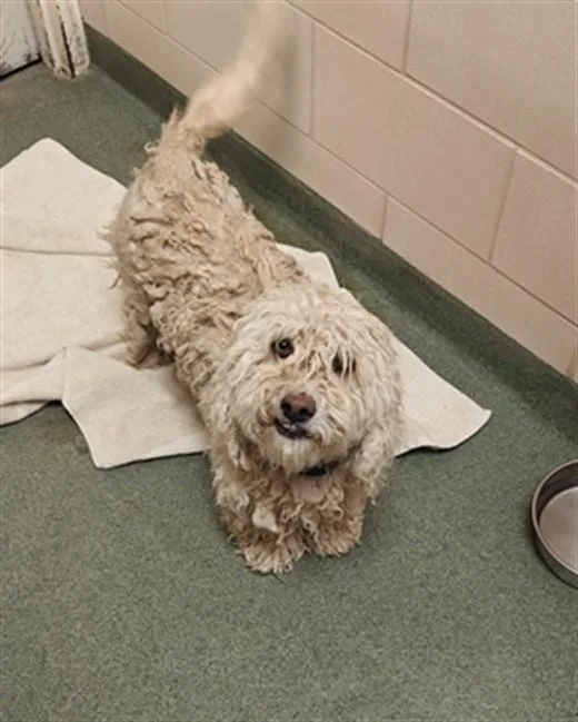 An adult medium-sized male Mixed Breed dog named Churro for adoption in Santa Fe, NM