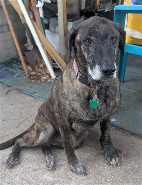 An adult medium-sized female Labrador Retriever dog named Princess for adoption in Houston, TX