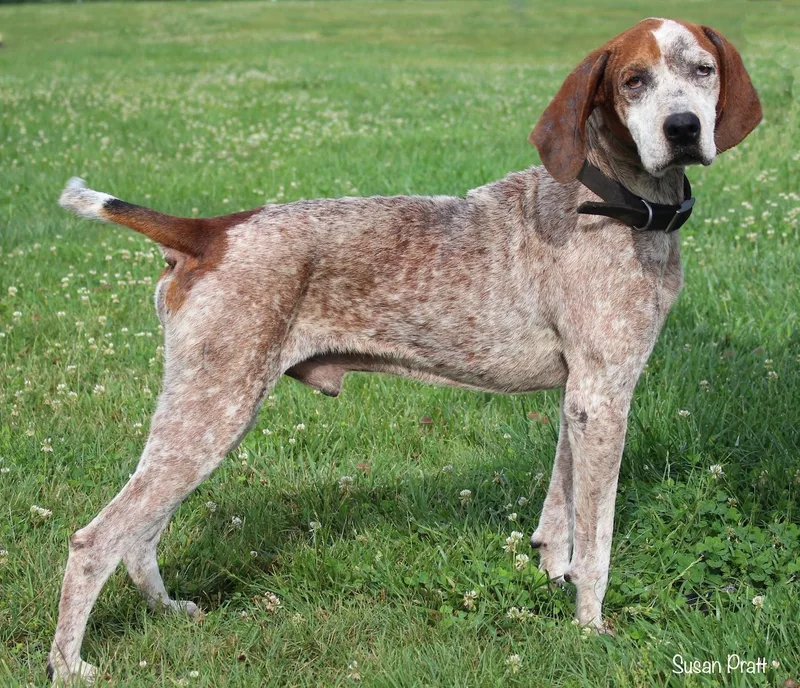 A senior medium-sized male Red / Chestnut / Orange Coonhound dog named Kazoo for adoption in Bedford, VA