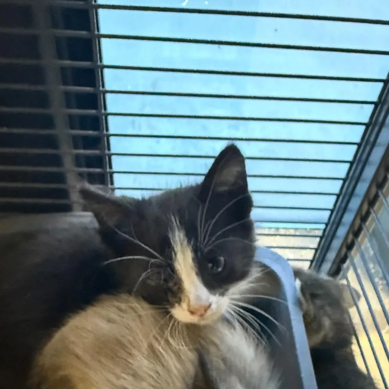 A baby small-sized male Black Domestic Short Hair cat named Mowgli for adoption in Upland, CA