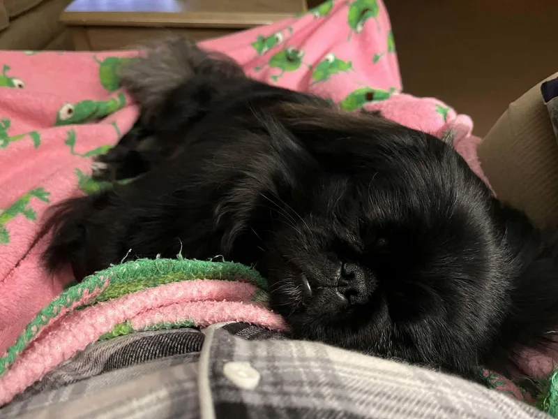 A young small-sized male Pekingese dog named Artie for adoption in Osteen, FL