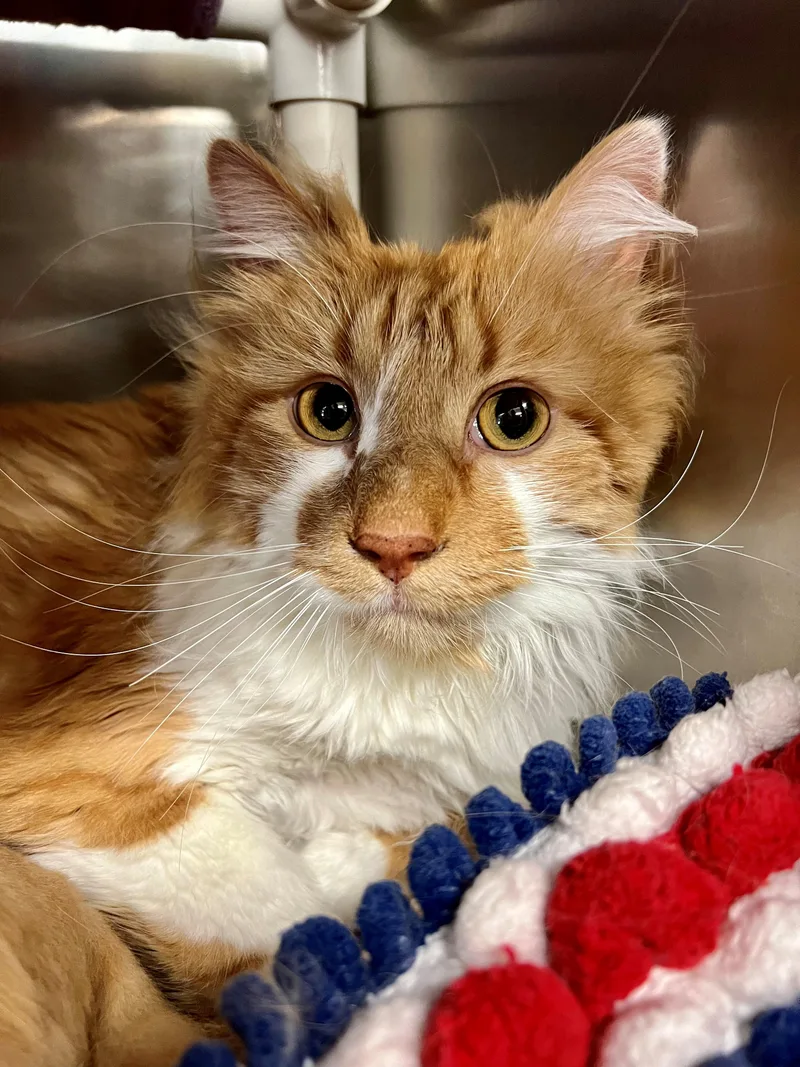 A senior large-sized male Tabby (Orange / Red) Domestic Long Hair cat named Carrot & SOUP for adoption in Frederick, MD