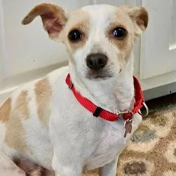 An adult small-sized male Chihuahua dog named Taco for adoption in Bloomfield, CT
