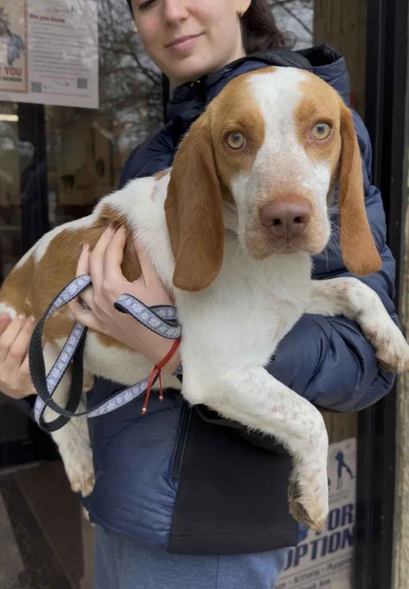 An adult medium-sized male Red / Chestnut / Orange Beagle dog named Pablo for adoption in Wantagh, NY