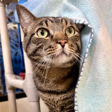 An adult extra large-sized male Brown / Chocolate Domestic Short Hair cat named Hunky for adoption in Riverside, CA