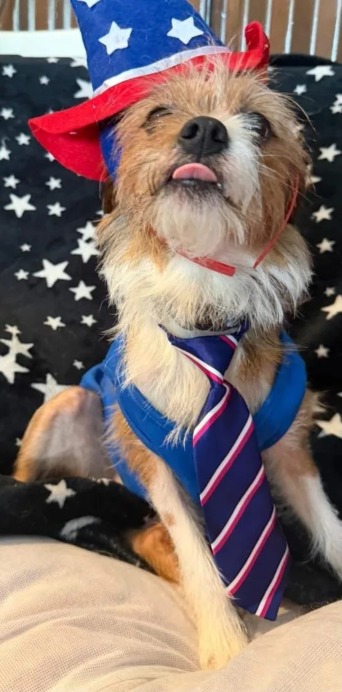 An adult small-sized male Chihuahua dog named Loofah for adoption in Scranton, PA