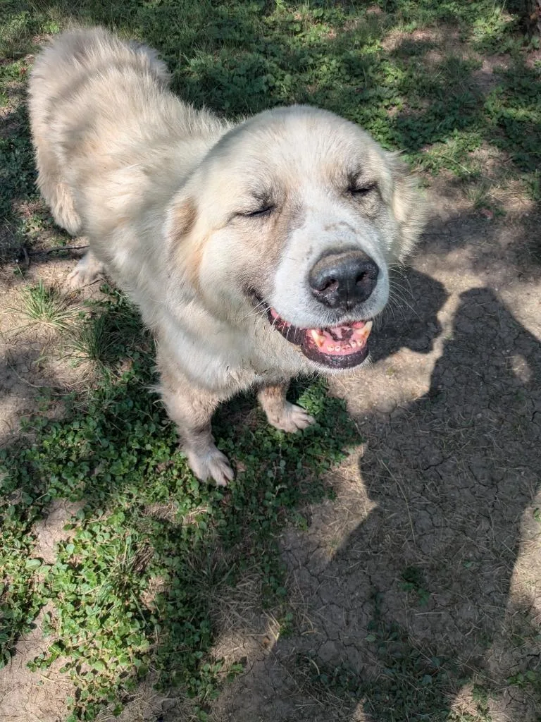 An adult large-sized male Anatolian Shepherd dog named Nibbler for adoption in Brownwood, TX