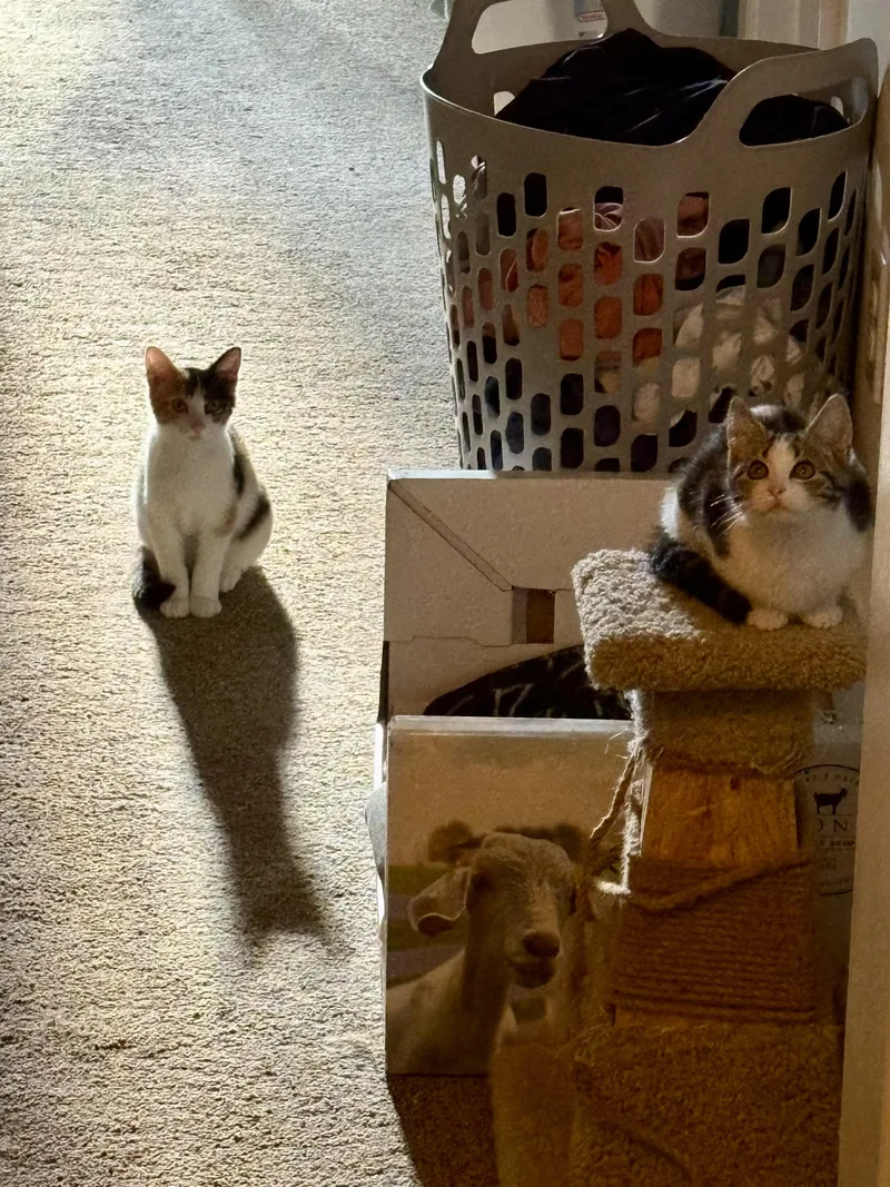 A baby medium-sized female Calico American Shorthair cat named Lilly & Chloe for adoption in Morgantown, WV
