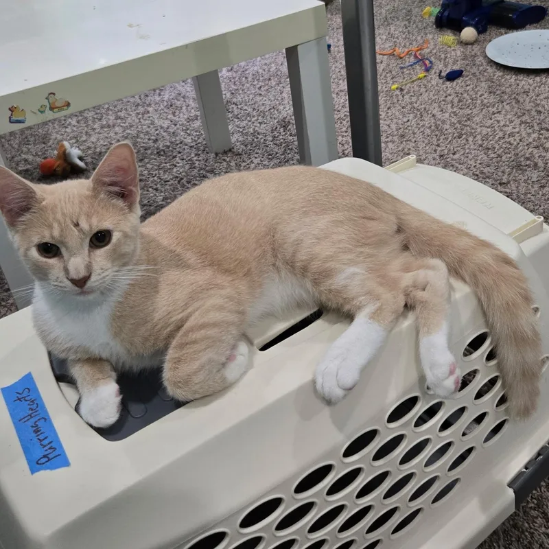 A baby small-sized male Tabby (Orange / Red) Domestic Short Hair cat named Kid A for adoption in Richmond, VA