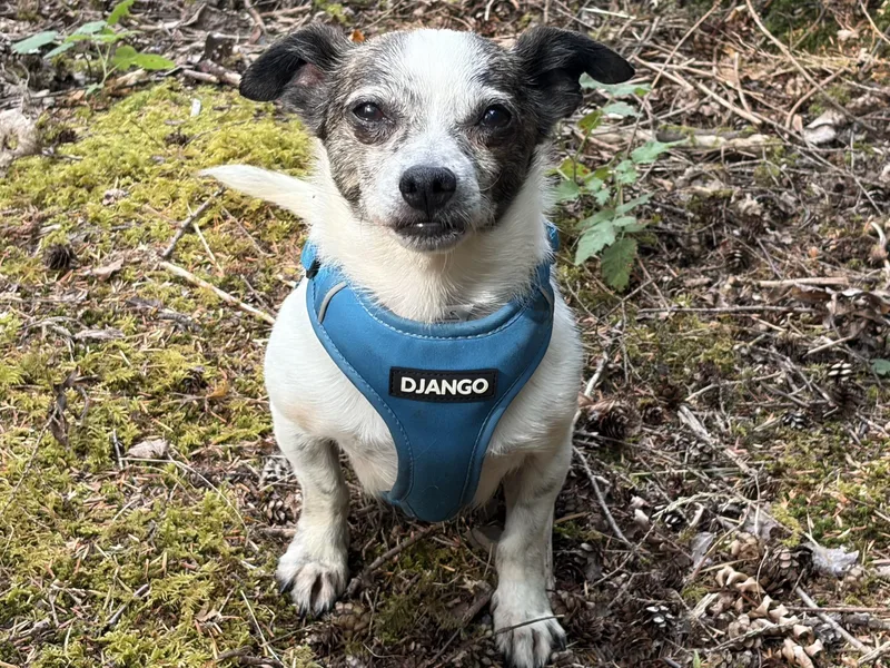A senior small-sized male Black Chihuahua dog named Kiwi for adoption in Silvana, WA