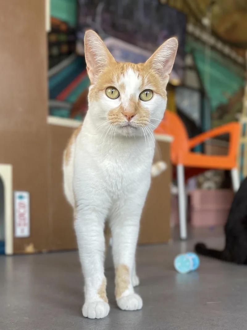 An adult medium-sized female Orange & White Domestic Short Hair cat named Sandie for adoption in Oakland, CA