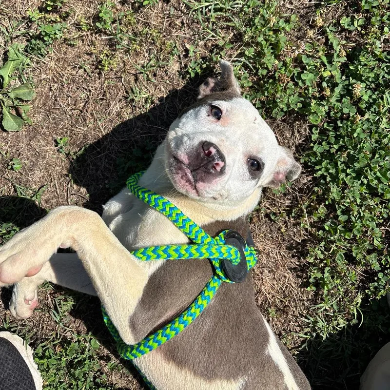 An adult small-sized female White / Cream Pit Bull Terrier dog named Nola for adoption in Roxboro, NC